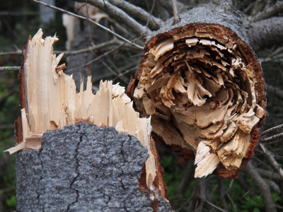 [Closeup of the inside of the snapped tree. Looks paperlike rather than like tree rings.]